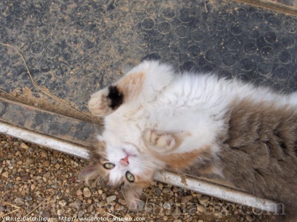 Photo d'Angora turc