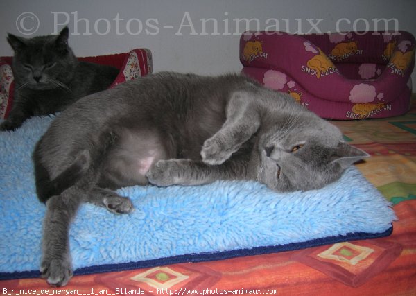 Photo de Chartreux