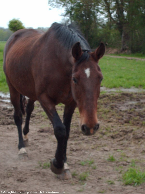 Photo de Trotteur franais