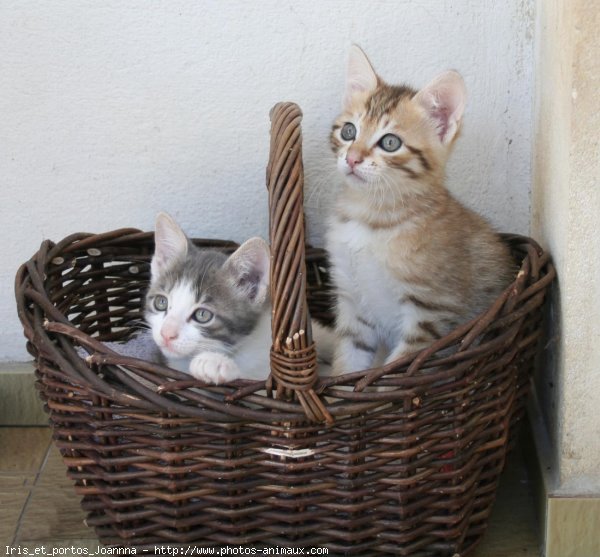 Photo de Chat domestique