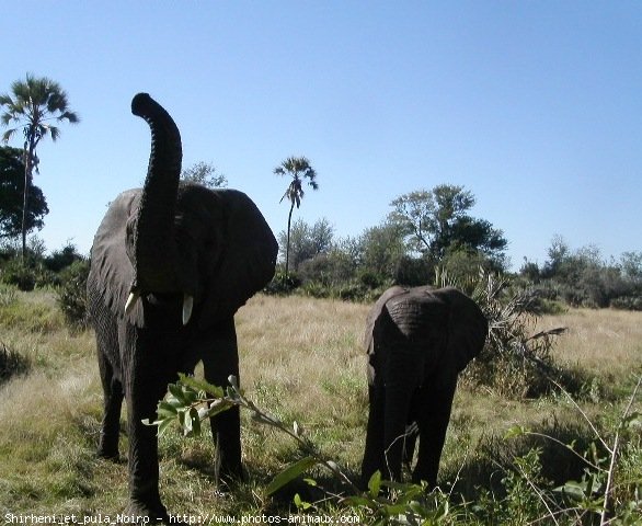 Photo d'Elphant d'afrique