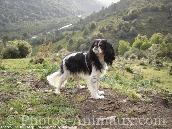 Photo de Cavalier king charles spaniel