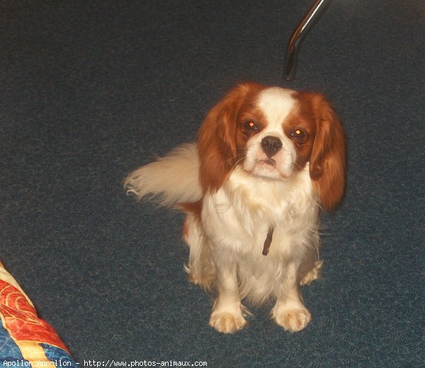 Photo de Cavalier king charles spaniel