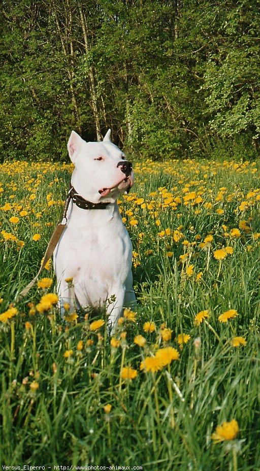 Photo de Dogue argentin