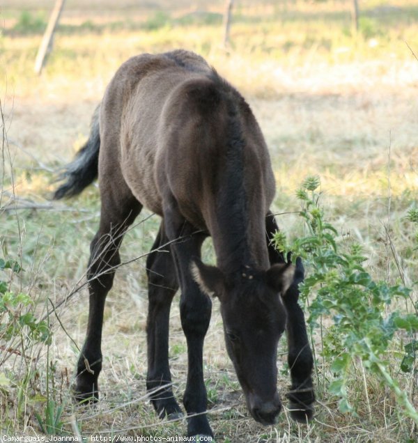 Photo de Camargue