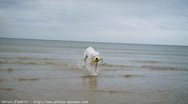 Photo de Dogue argentin