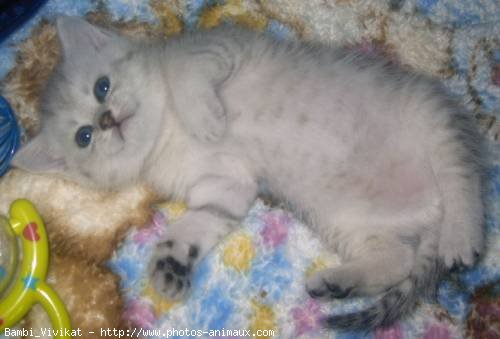 Photo de British shorthair