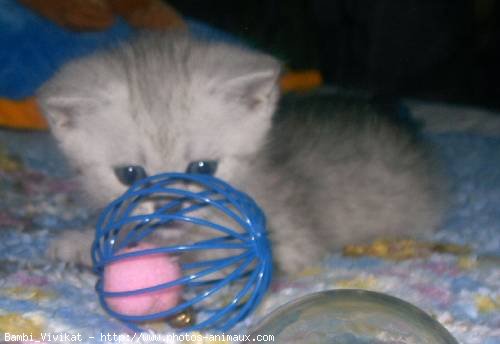 Photo de British shorthair