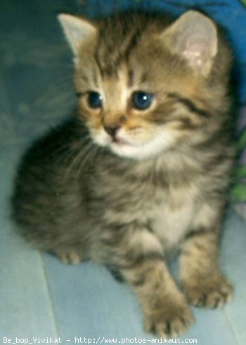 Photo de British shorthair