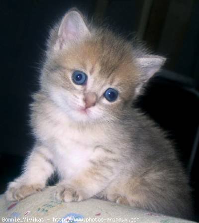 Photo de British shorthair