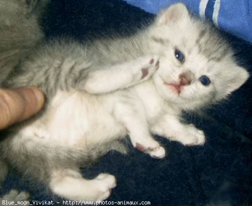 Photo de British shorthair