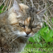 Photo de Chat domestique