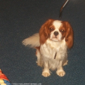 Photo de Cavalier king charles spaniel