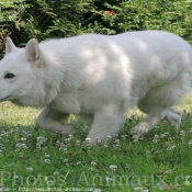 Photo de Berger blanc suisse