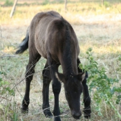 Photo de Camargue