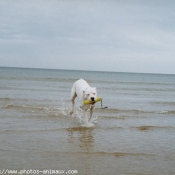 Photo de Dogue argentin