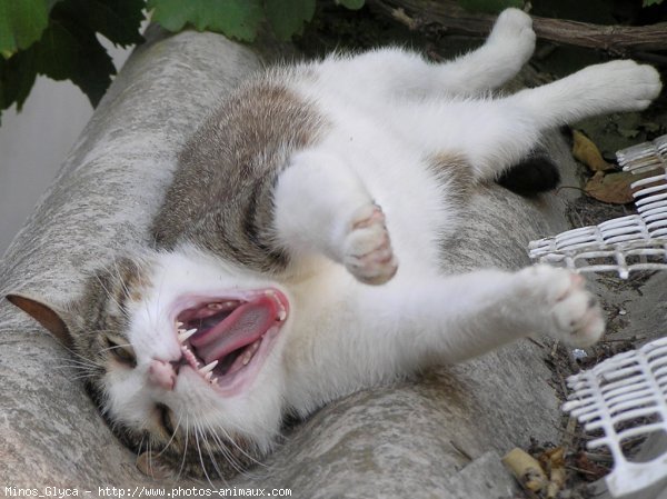 Photo de Chat domestique