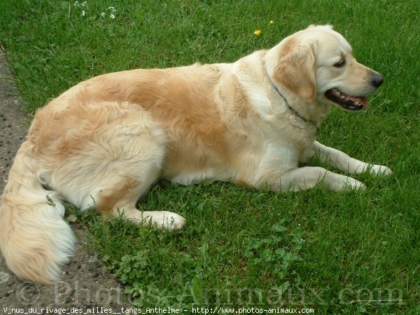 Photo de Golden retriever