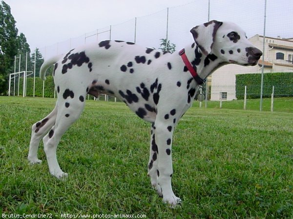 Photo de Dalmatien