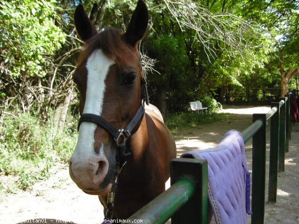 Photo de Poney franais de selle