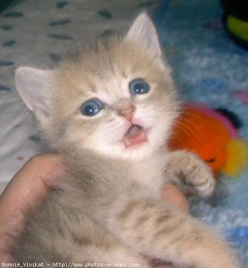 Photo de British shorthair