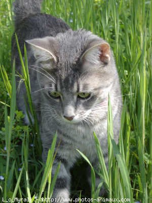 Photo de Chat domestique