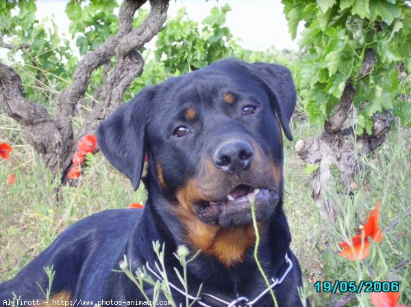 Photo de Rottweiler