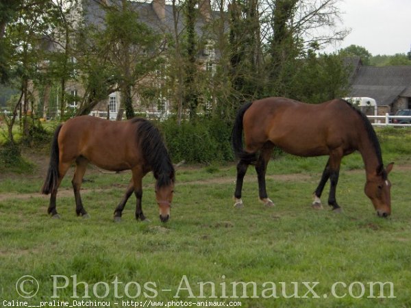 Photo de Races diffrentes