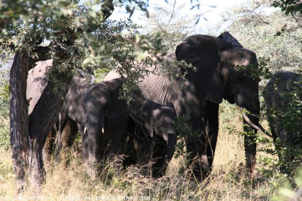 Photo d'Elphant d'afrique