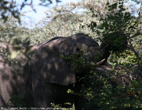 Photo d'Elphant d'afrique