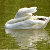 Photo de Cygne