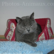 Photo de Chartreux