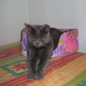 Photo de Chartreux