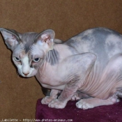 Photo de Sphynx