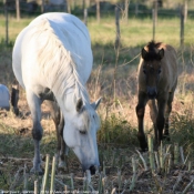 Photo de Camargue