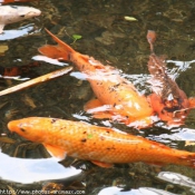 Photo de Poissons rouges