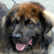 Photo de Leonberg