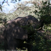 Photo d'Elphant d'afrique