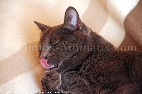 Photo de Chartreux