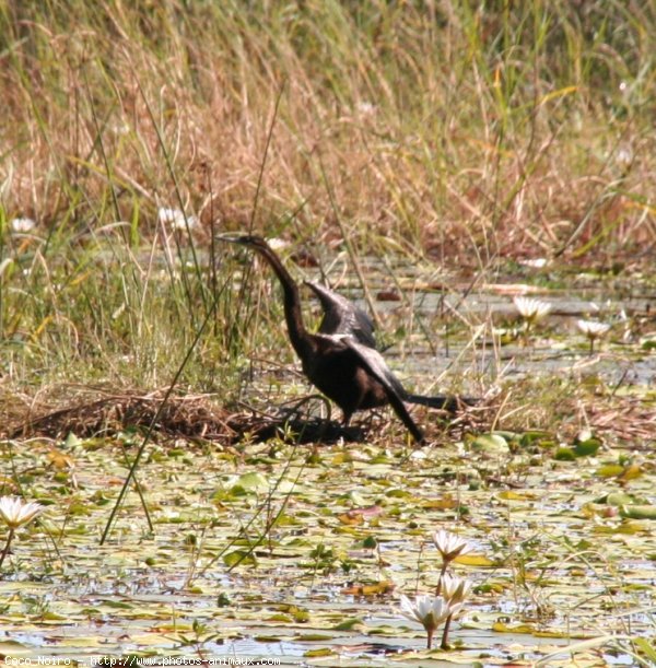 Photo de Cormorans hupps