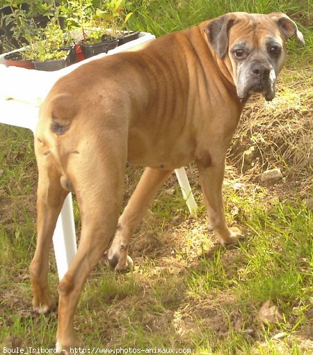 Photo de Boxer