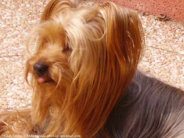 Photo de Yorkshire terrier