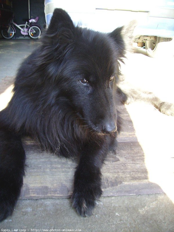 Photo de Berger belge groenendael