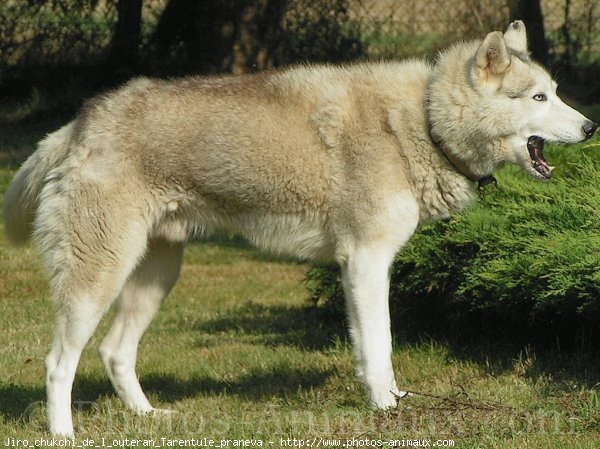 Photo de Husky siberien