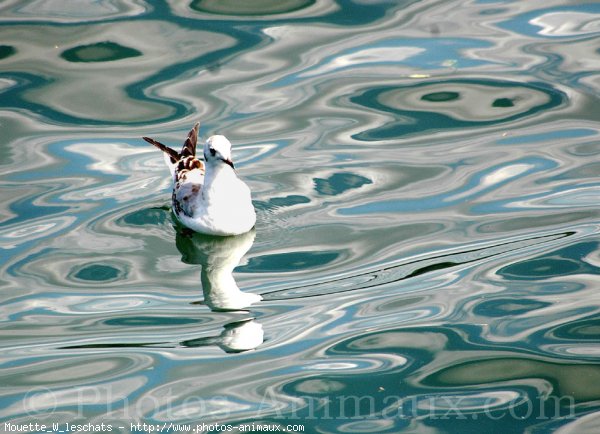 Photo de Mouette