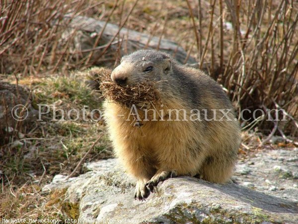 Photo de Marmotte