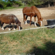 Photo de Races diffrentes