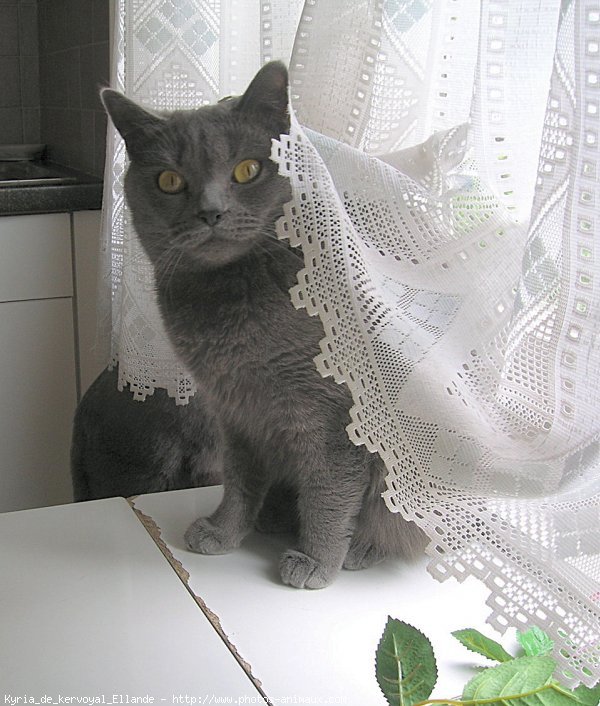 Photo de Chartreux