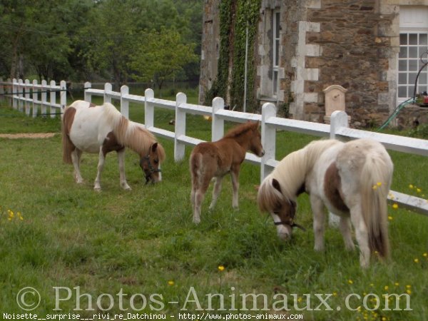 Photo de Shetland