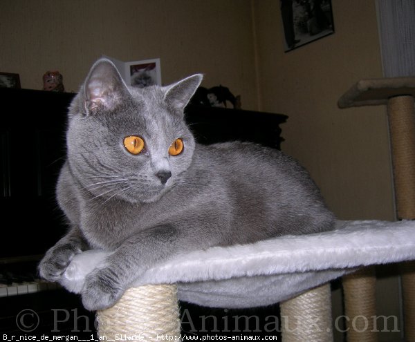 Photo de Chartreux